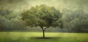 Lenormand Karte Baum