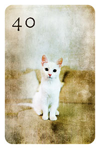 40 - die Katze