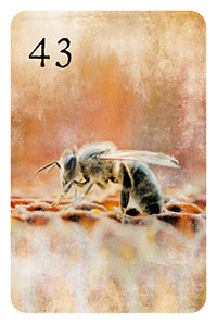43 - die Biene