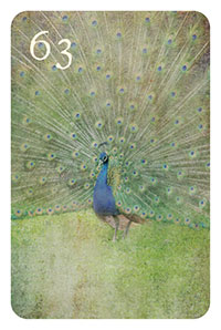63 - der Pfau
