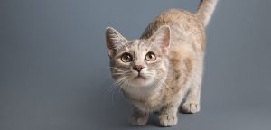 Zusatzkarte Katze