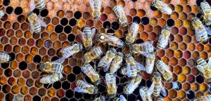Zusatzkarte Biene